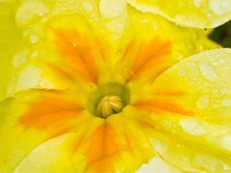 guias de néctar ajudam as abelhas a ver flores com imagem de comida.