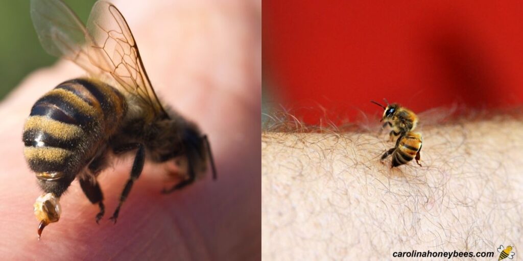 The Parts of a Bee - Carolina Honeybees