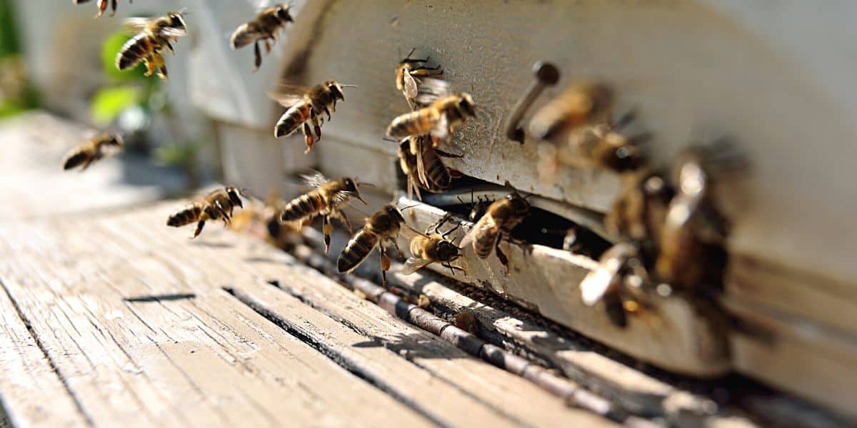 Honey bees doing orientation flights in front of a white beehive entrance .