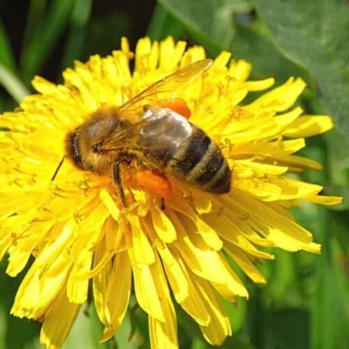 Best Bee Safe Weed Killer Carolina Honeybees