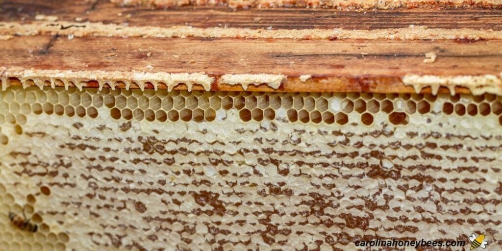 Can You Freeze Honey? Carolina Honeybees
