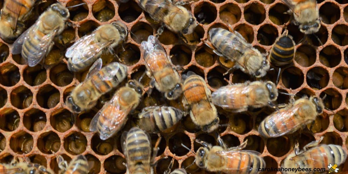 Honey bee eggs and larvae inside honeycomb cells.