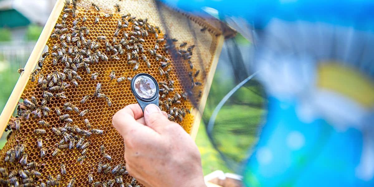 Beekeeper checking for multiple eggs in erratic comb in laying worker hive.