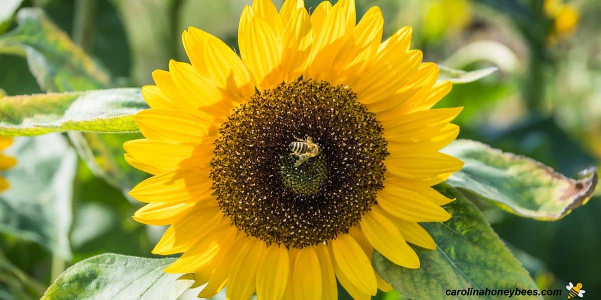 Large sunflowers with bees visiting to collect nectar.