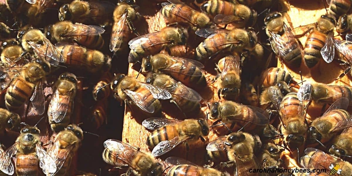 Many drone bees inside a laying worker hive image.