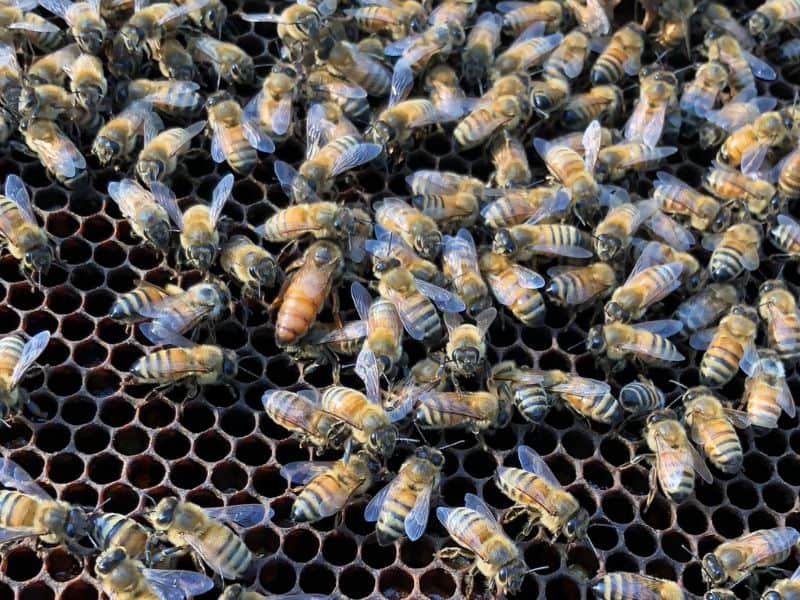 Young queen bee just beginning to lay with a few workers bees image. 