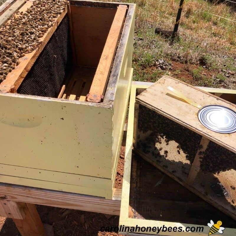 Open hive ready for a package of bees to be installed by shaking image.