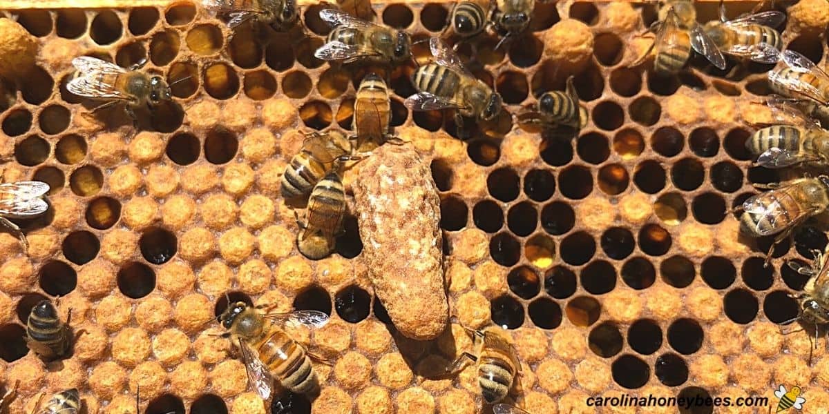 Large queen cell in final stage of development on comb image.