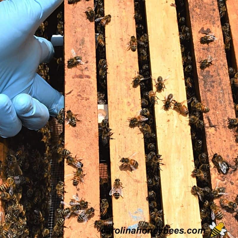 Wooden package queen cage hung between two bars in a hive image.