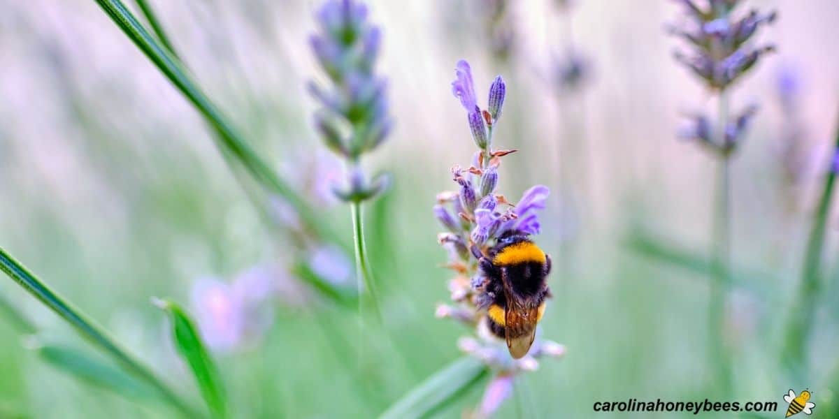 Bumble bee sleeping in field on purple flower image.