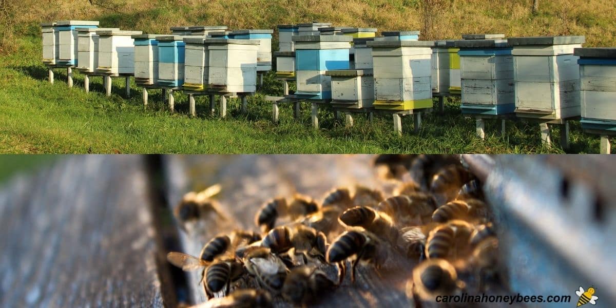 natural honey bee hive