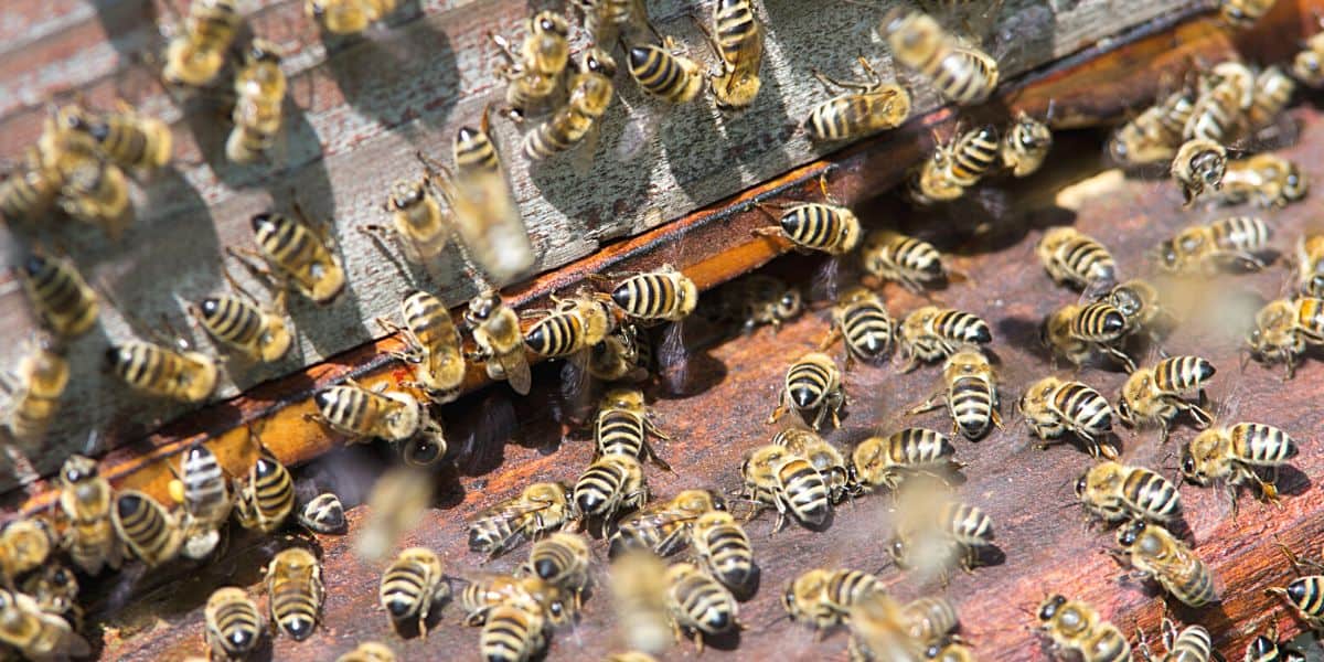 Meant to bee: The overwintering strategies of bees and how we can