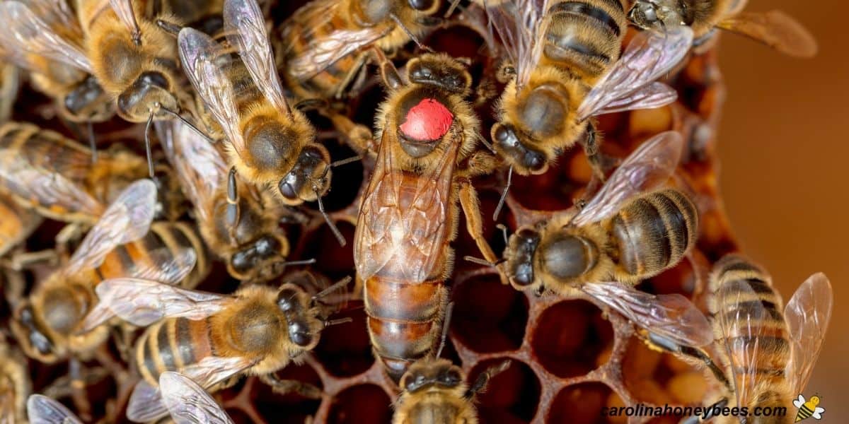 Queen honey bee marked red on frame with retinue.