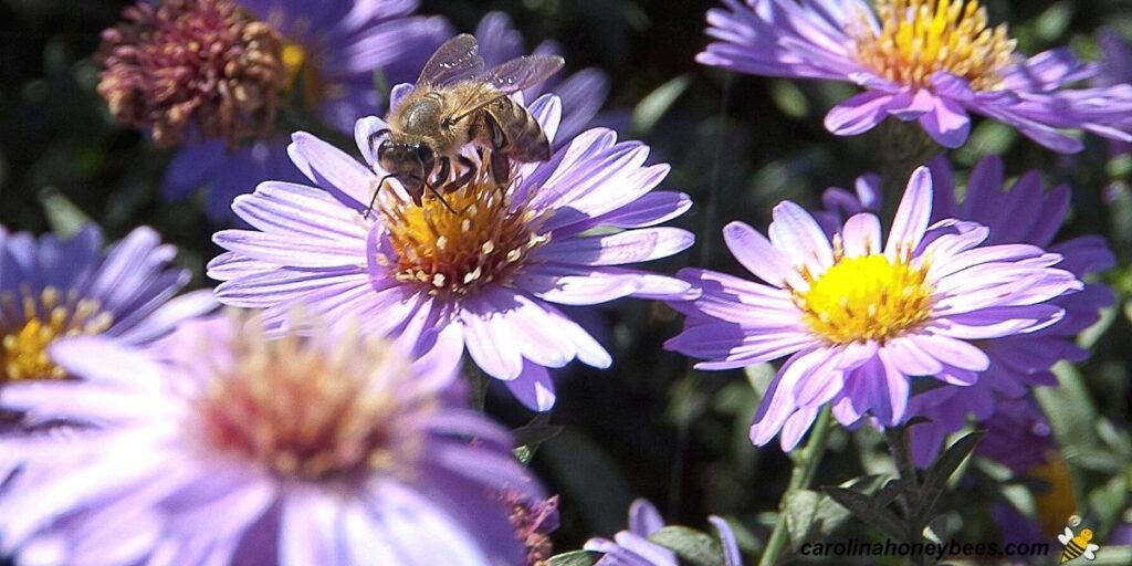 Top Fall Flowers for Bees Autumn Blooms to Support Pollinators