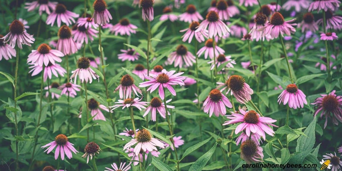 Field of perennial purple cone flowers planted for bees image.