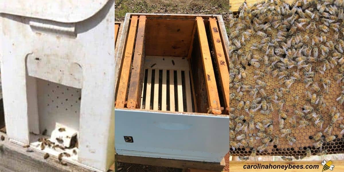 Step for transferring frames of bees to a full hive hive image.