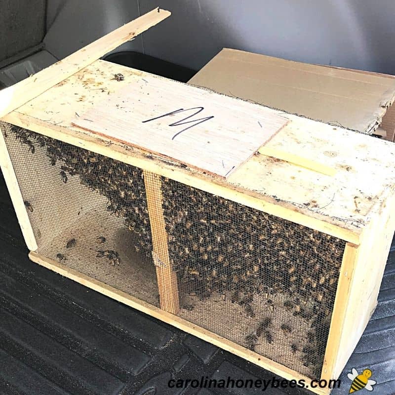 Three pound package of honey bees in a wooden transport box image.