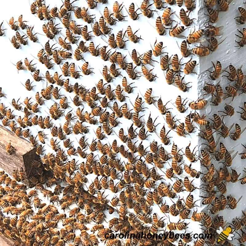 Numerous honey bees washboarding on hive front image.