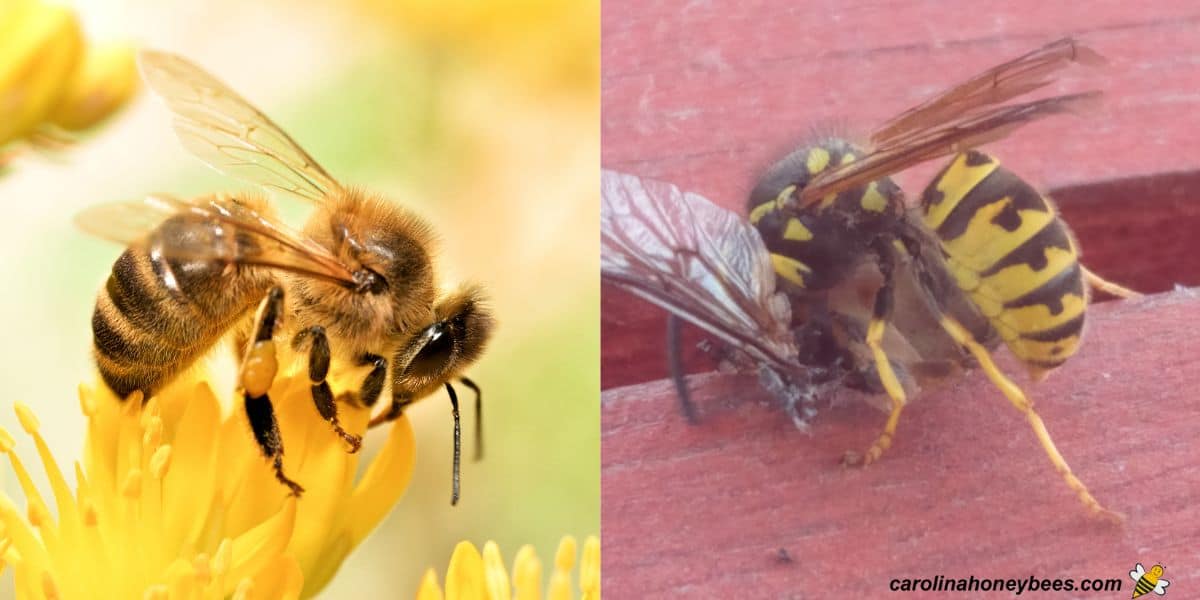 yellow jacket vs honey bee