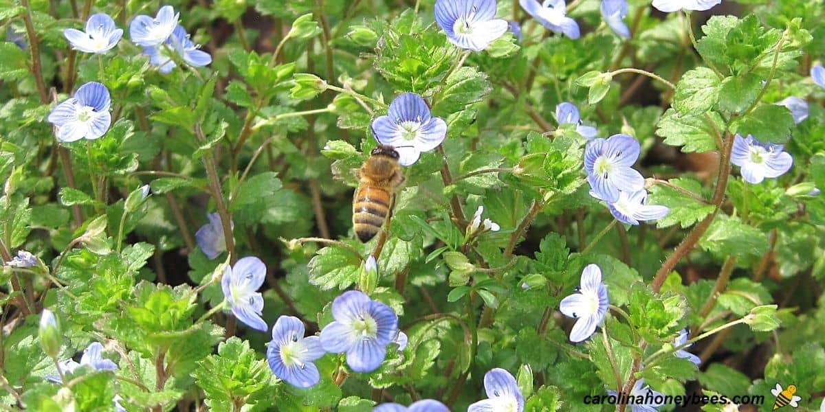 Worker honey bee foraging on blue flowers from weeds.