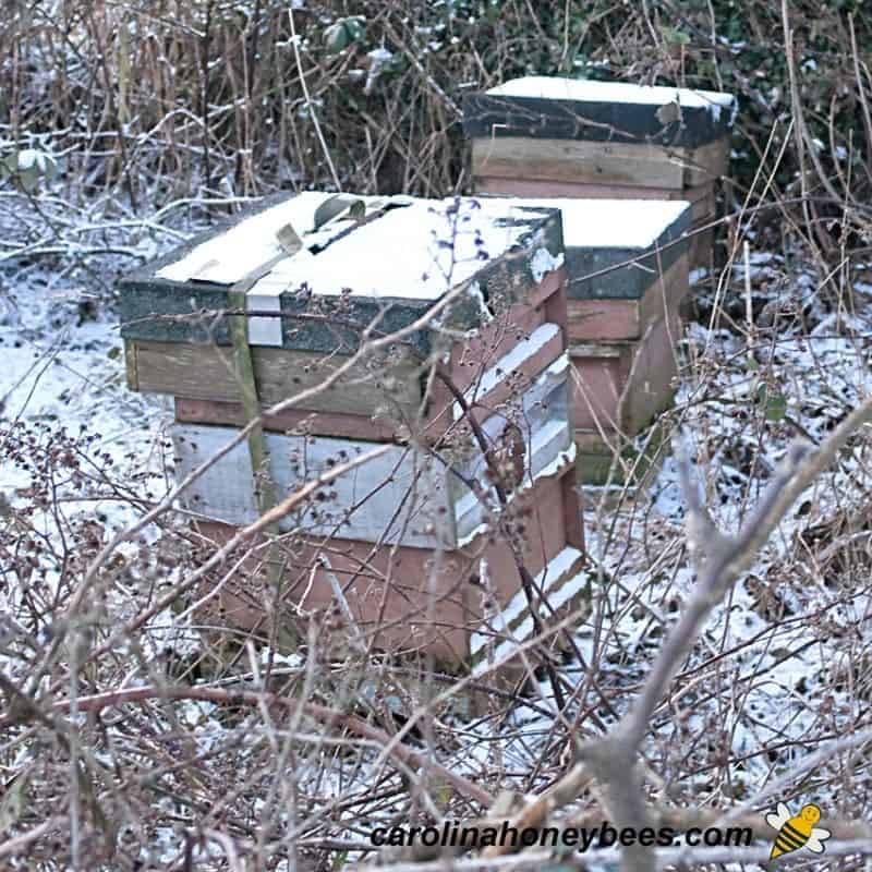 Winter bee colony that may be dead or alive, status is unknown image.