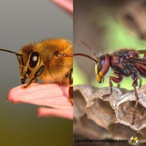 Close up picture of a worker honey bee vs a worker yellow jacket image.