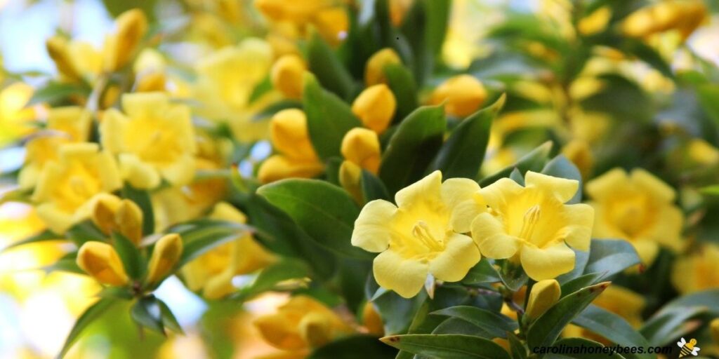 Are Some Plants Toxic to Bees? Carolina Honeybees