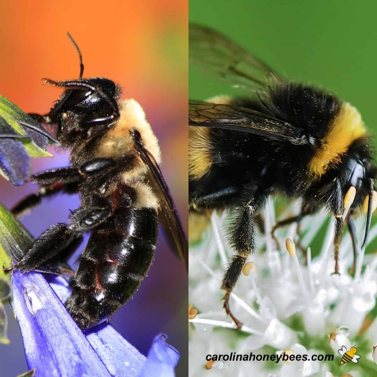 Carpenter Bee Size   Bumble Bee Vs Carpenter Bee 