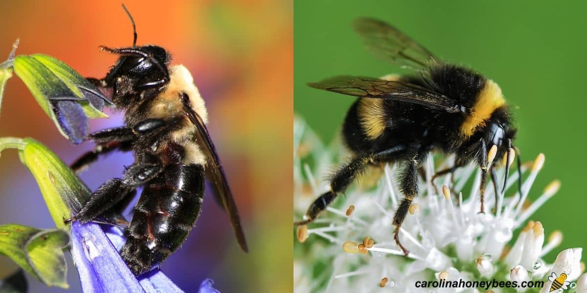 Carpenter Bee Vs Bumble Bee Carolina Honeybees   Carpenter Bee And Bumble Bee  