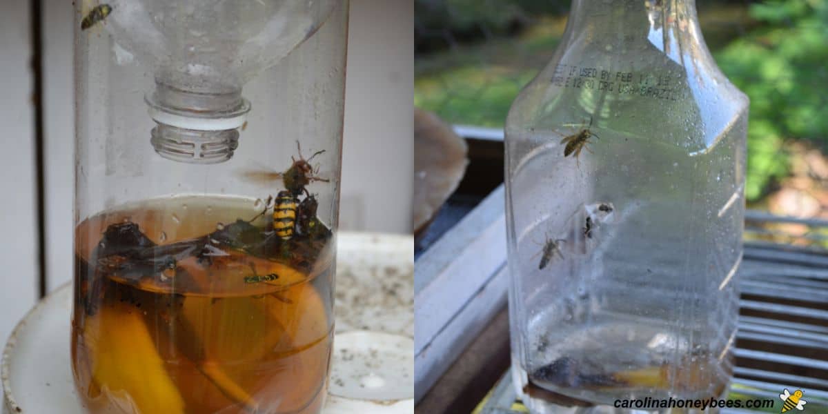 Yellow Jacket Trap by Oak Stump