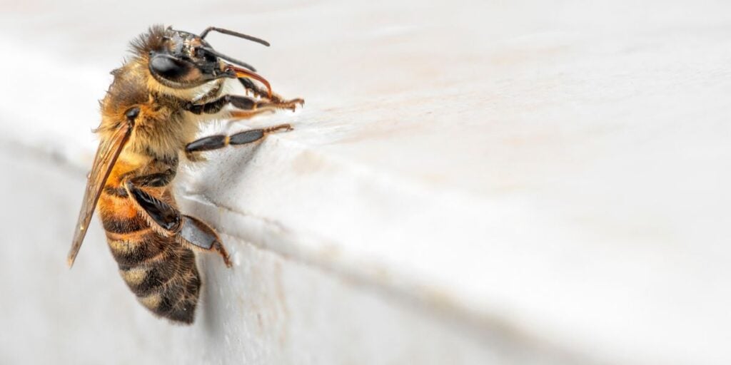 Can Bees Fly in the Rain? Carolina Honeybees