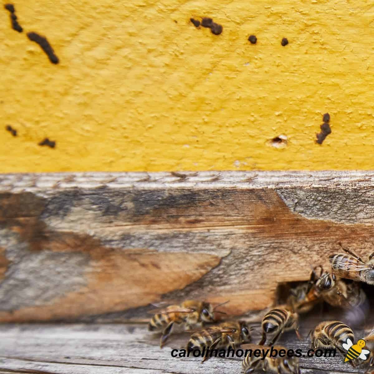 Pollen Pixie Powder The Shocking Truth About Bee Poop AnimalsPick