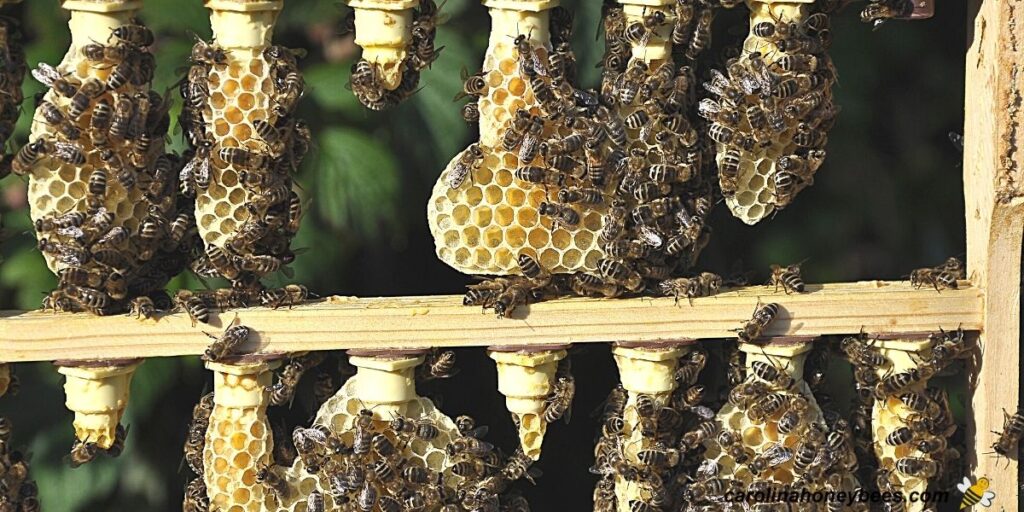 Queen Rearing: Raise Your Own Queen Bees - Carolina Honeybees
