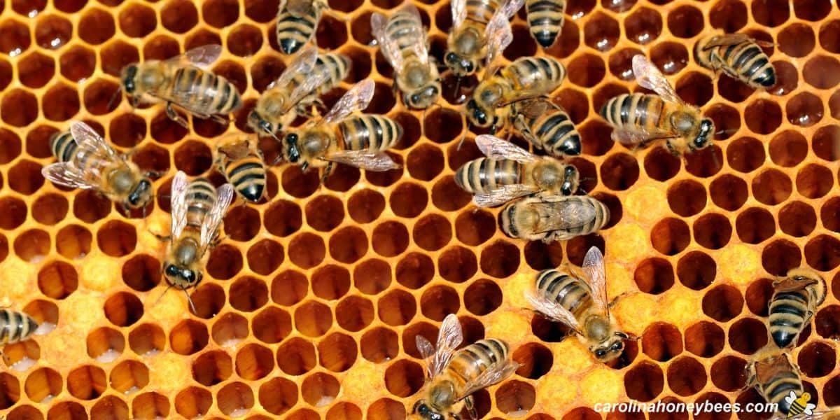 Colony of Italian bees on comb in a hive image.