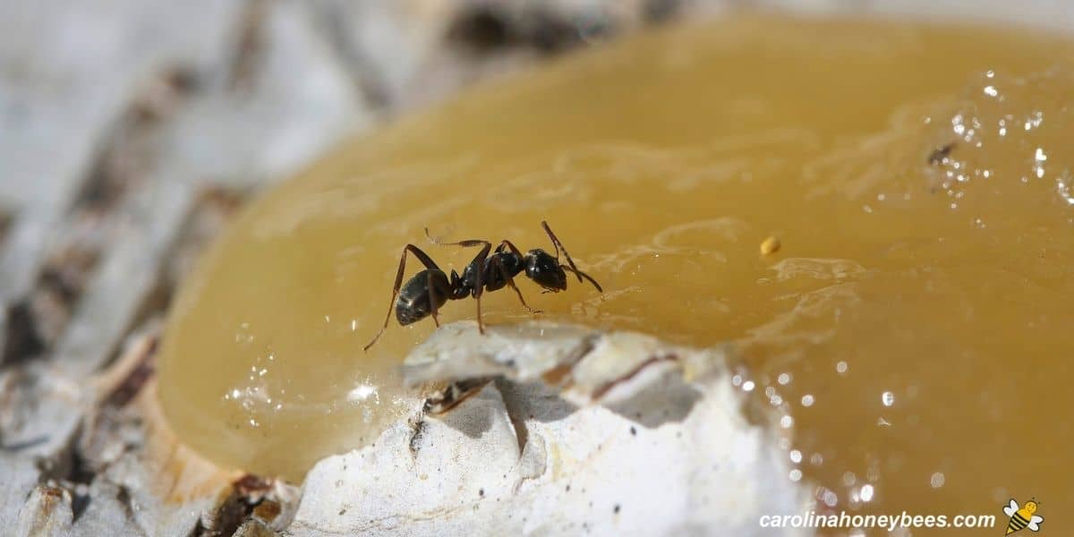 Ant in beehive eating honey image.