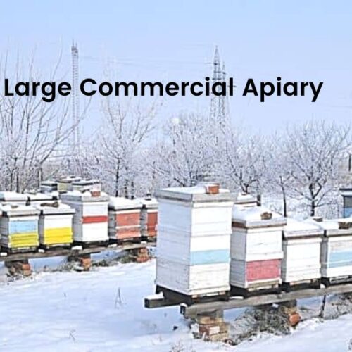 how-much-beekeepers-make-profits-carolina-honeybees