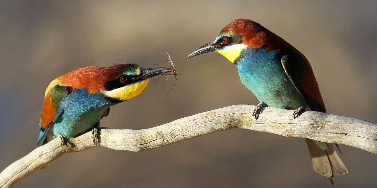 Colorful bird known as a bee eater consuming a honey bee.