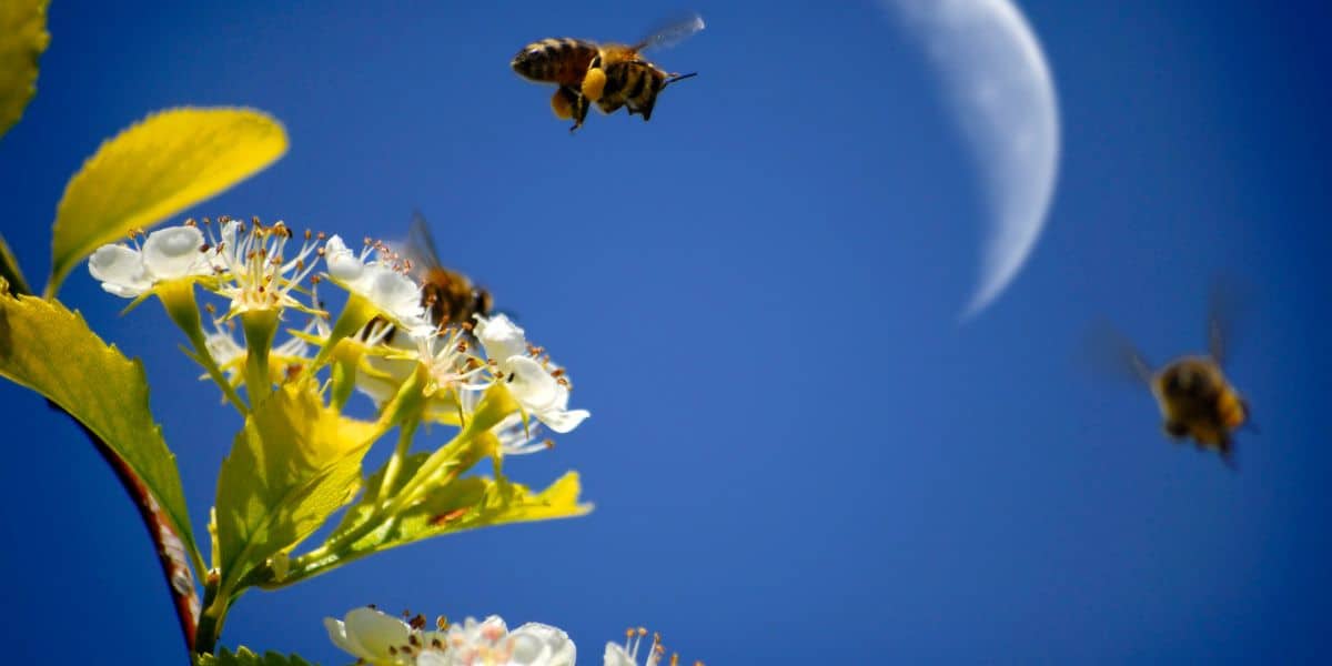 Honey bee traveling far to gather food from flower.