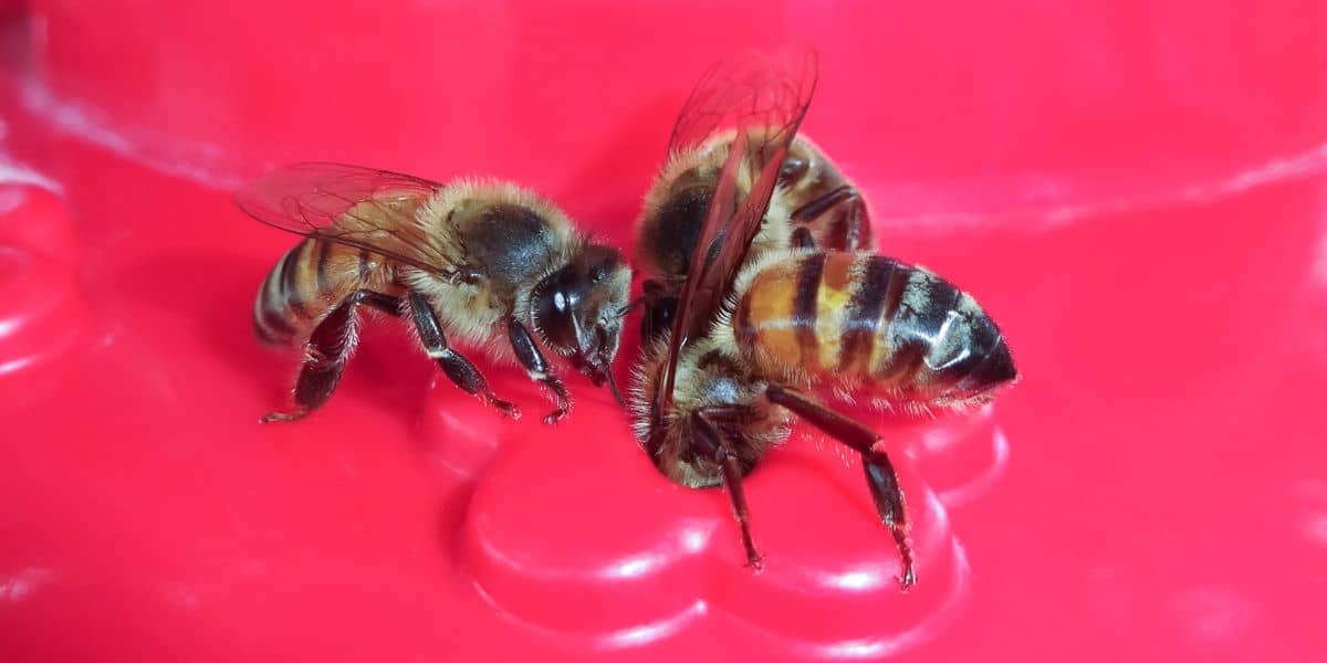 bees all over hummingbird feeder