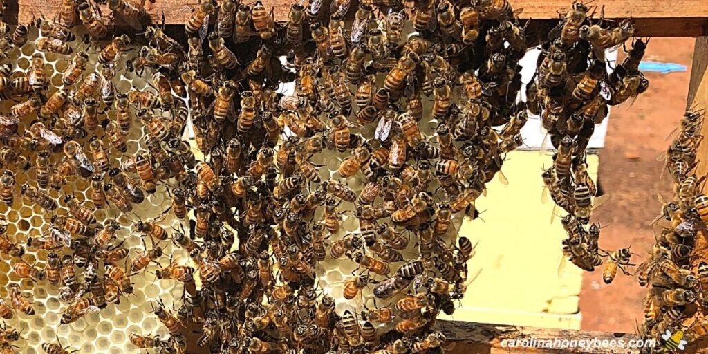 Festooning Bees What is it? Carolina Honeybees