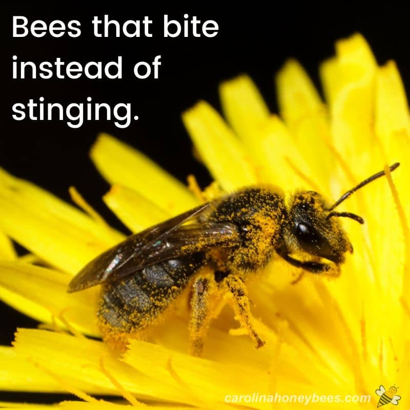 Why Do Honey Bees Sting? (Sting Prevention Tips) - Carolina Honeybees