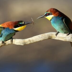 Bee Eater bird on a limb image.