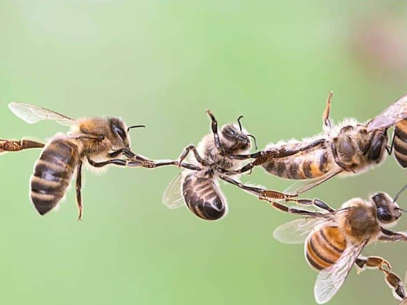 Chain of honey bees from a festooning chain holding on to each others legs.