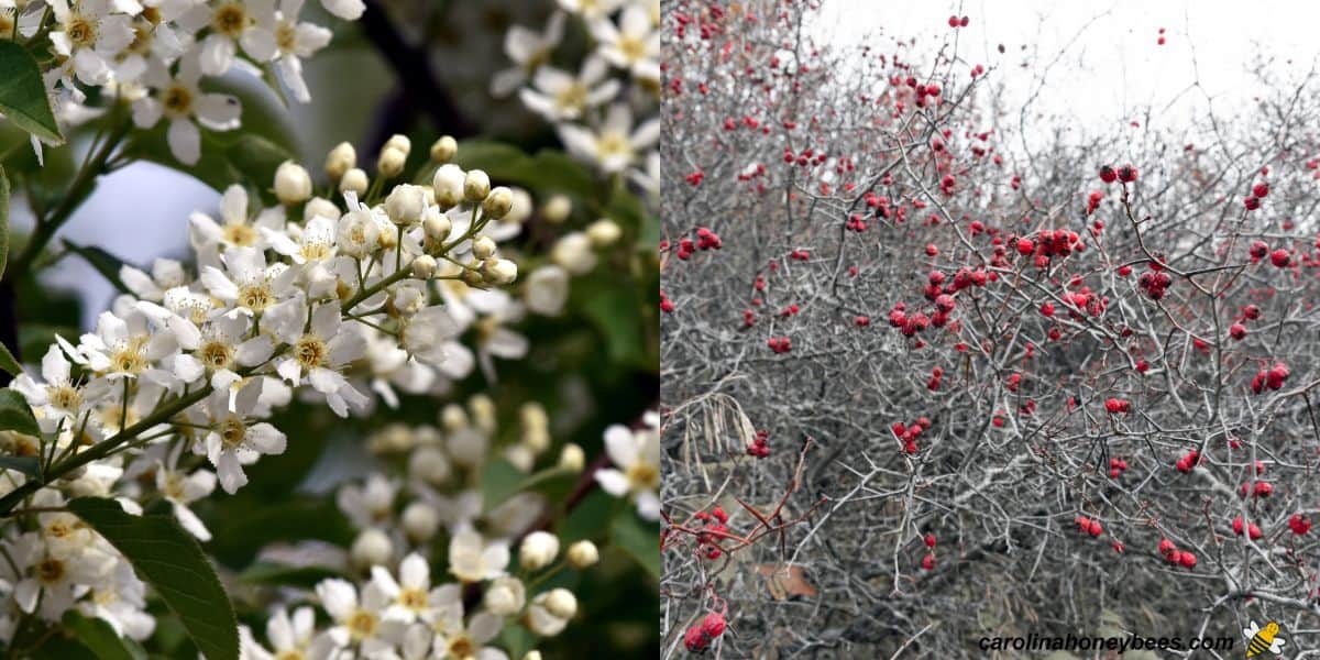 White flowering chokecherry shrub.