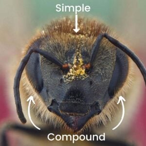 Close up of face and eyes of worker bee image.