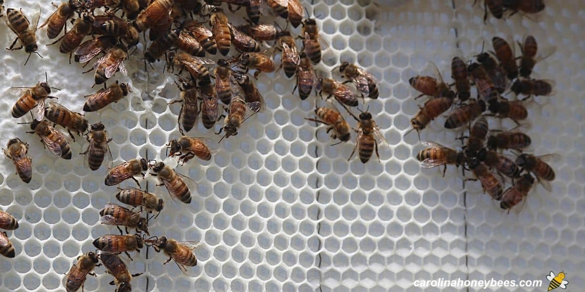 Bees on foundation making beeswax comb .