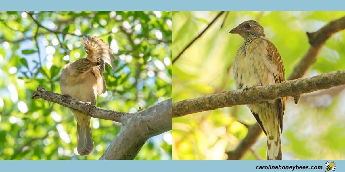 Lesser Honeyguide bird from Africa sitting in a tree top image.