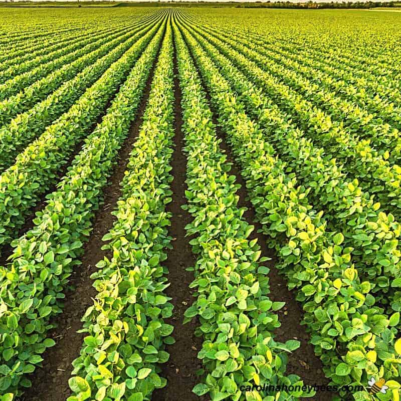 Large single crop field challenges for migratory beekeeping image.