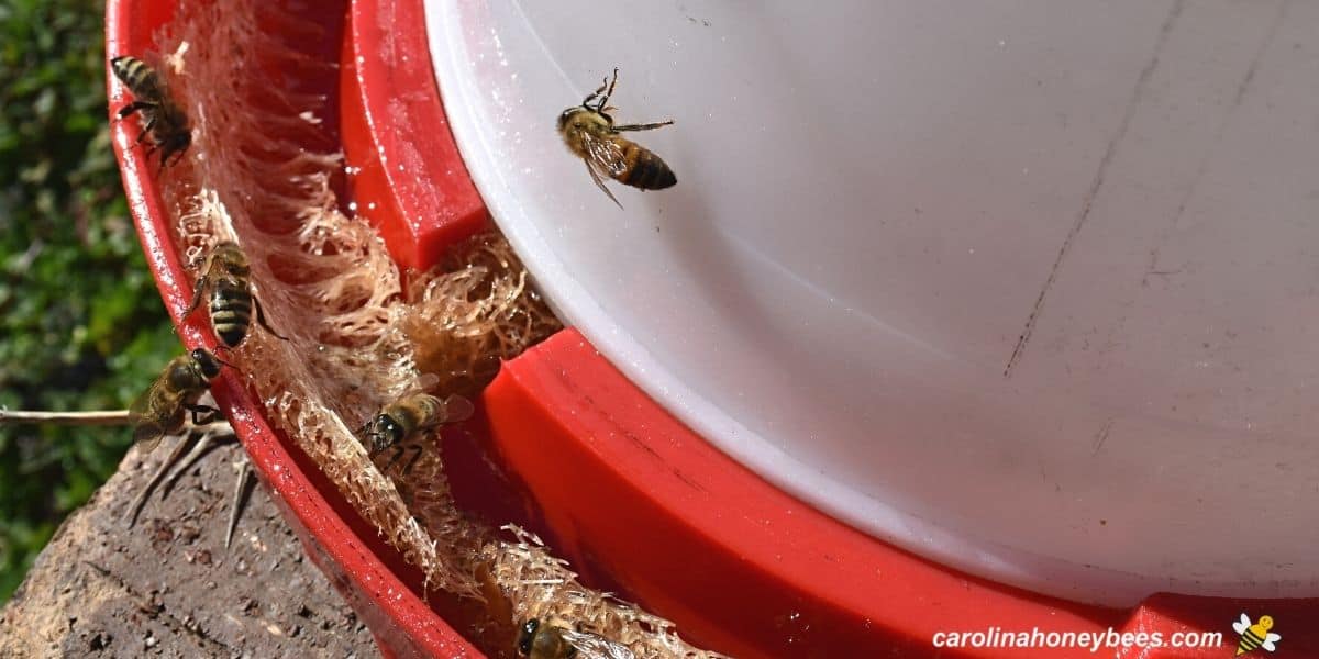 Honey bees feeding on sugar water in outdoor feeder.