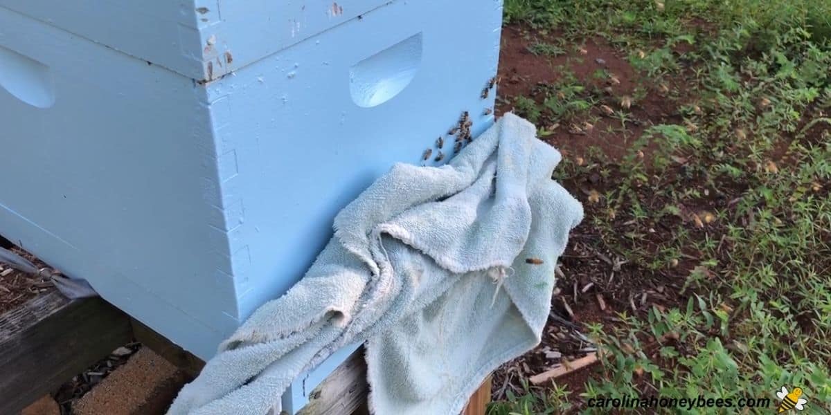 Langstroth hive undergoing oxalic acid treatment with front entrance closed with a towel image.